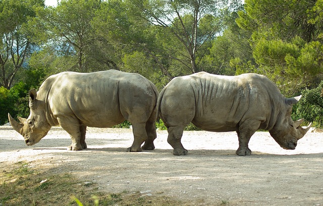 Two rhinos back to back