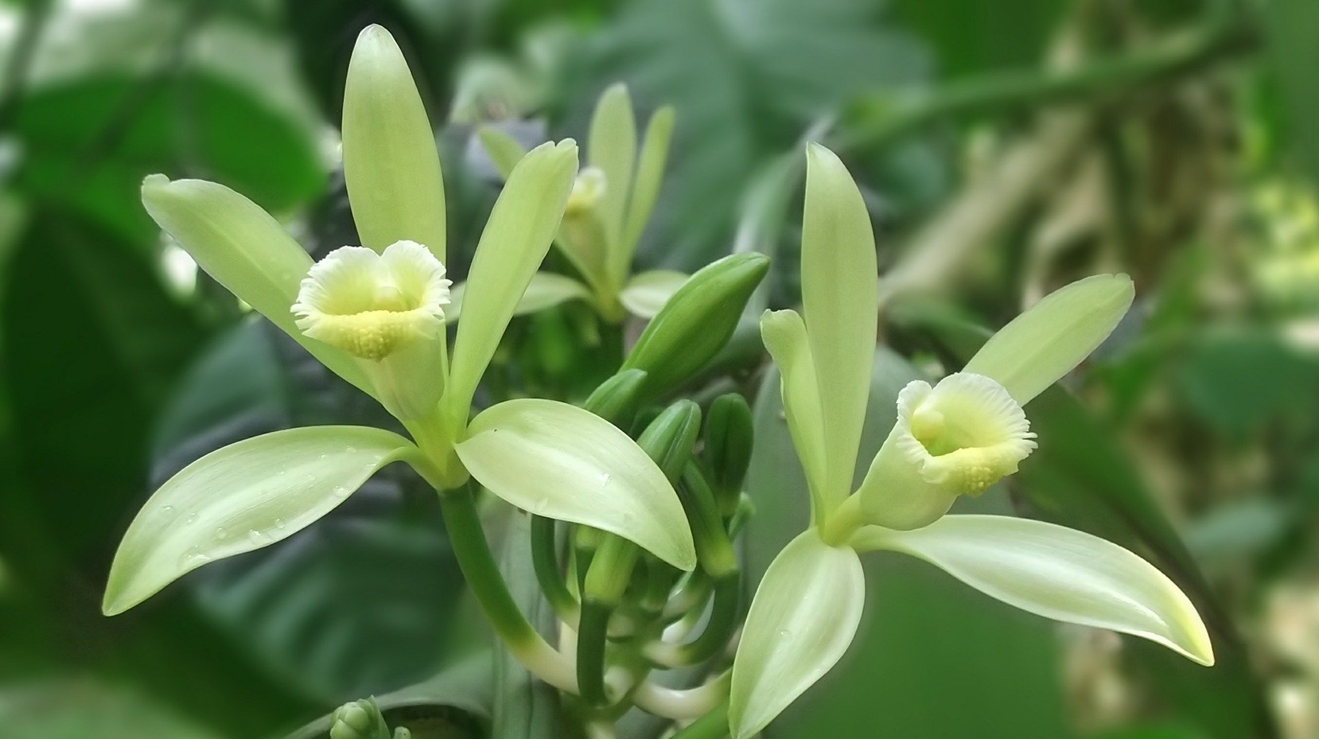 Vanilla flower