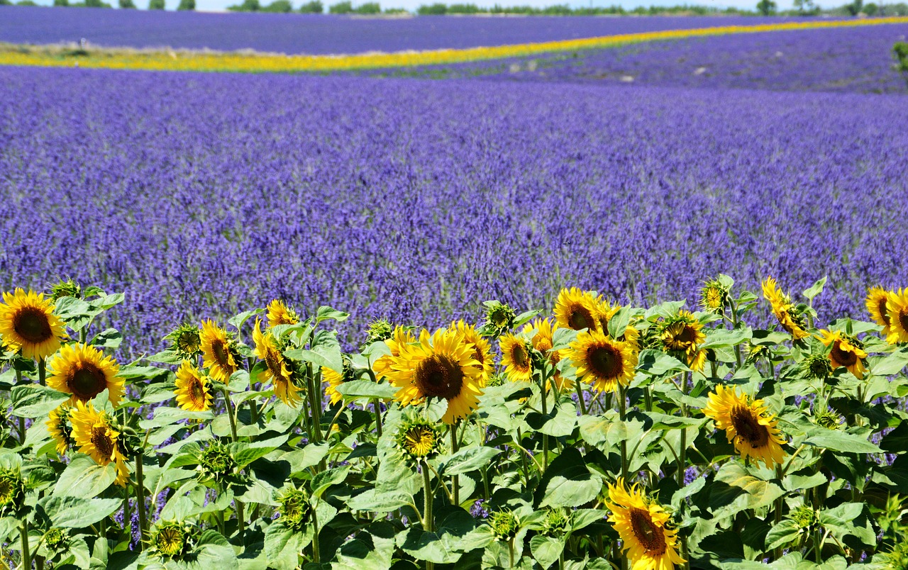 Champ de lavande